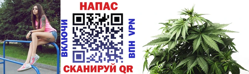 Каннабис SATIVA & INDICA Красково